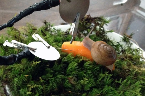 20121109_snail_on_carrot