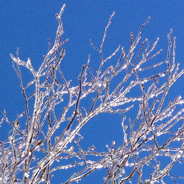 birch2