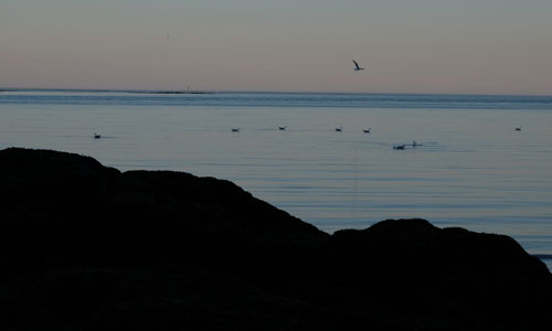 lowTideDusk