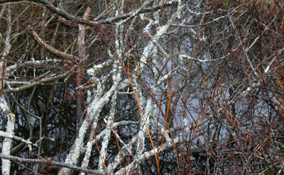 tangle