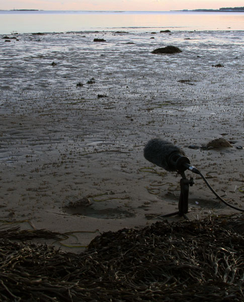 mic-on-mudflat