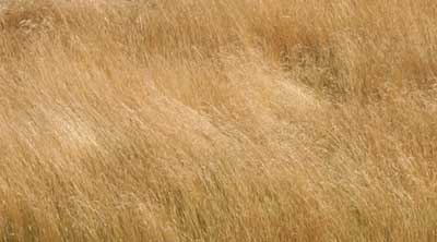 20100905-wind-in-the-grass